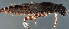  (Atalophlebia - EPAVE74)  @13 [ ] Unspecified (default): All Rights Reserved  Unspecified Unspecified