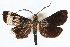  ( - CNCLEP00075450)  @14 [ ] CreativeCommons - Attribution Non-Commercial Share-Alike (2010) Jean-Francois Landry, CNC and Zhaofu Yang, BIO Canadian National Collections