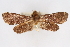  ( - CNCLEP00075457)  @11 [ ] CreativeCommons - Attribution Non-Commercial Share-Alike (2010) Jean-Francois Landry, CNC and Zhaofu Yang, BIO Canadian National Collections