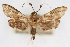  ( - CNCLEP00075466)  @11 [ ] CreativeCommons - Attribution Non-Commercial Share-Alike (2010) Jean-Francois Landry, CNC and Zhaofu Yang, BIO Canadian National Collections