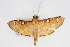  (Cotachena sp1 ZY - CNCLEP00075469)  @11 [ ] CreativeCommons - Attribution Non-Commercial Share-Alike (2010) Jean-Francois Landry, CNC and Zhaofu Yang, BIO Canadian National Collections