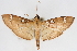  (Cotachena sp2 ZY - CNCLEP00075472)  @11 [ ] CreativeCommons - Attribution Non-Commercial Share-Alike (2010) Jean-Francois Landry, CNC and Zhaofu Yang, BIO Canadian National Collections