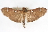  (Cotachena sp3 ZY - CNCLEP00075473)  @11 [ ] CreativeCommons - Attribution Non-Commercial Share-Alike (2010) Jean-Francois Landry, CNC and Zhaofu Yang, BIO Canadian National Collections