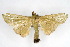 (Parotis sp2 ZY - CNCLEP00075512)  @11 [ ] CreativeCommons - Attribution Non-Commercial Share-Alike (2010) Jean-Francois Landry, CNC and Zhaofu Yang, BIO Canadian National Collections