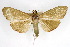 ( - CNCLEP00075513)  @11 [ ] CreativeCommons - Attribution Non-Commercial Share-Alike (2010) Jean-Francois Landry, CNC and Zhaofu Yang, BIO Canadian National Collections
