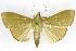  (Parotis sp3 ZY - CNCLEP00075516)  @12 [ ] CreativeCommons - Attribution Non-Commercial Share-Alike (2010) Jean-Francois Landry, CNC and Zhaofu Yang, BIO Canadian National Collections