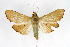  ( - CNCLEP00075520)  @11 [ ] CreativeCommons - Attribution Non-Commercial Share-Alike (2010) Jean-Francois Landry, CNC and Zhaofu Yang, BIO Canadian National Collections