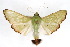  ( - CNCLEP00075522)  @11 [ ] CreativeCommons - Attribution Non-Commercial Share-Alike (2010) Jean-Francois Landry, CNC and Zhaofu Yang, BIO Canadian National Collections