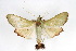  ( - CNCLEP00075523)  @11 [ ] CreativeCommons - Attribution Non-Commercial Share-Alike (2010) Jean-Francois Landry, CNC and Zhaofu Yang, BIO Canadian National Collections