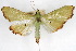  ( - CNCLEP00075524)  @11 [ ] CreativeCommons - Attribution Non-Commercial Share-Alike (2010) Jean-Francois Landry, CNC and Zhaofu Yang, BIO Canadian National Collections