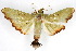  (Parotis sp6 ZY - CNCLEP00075525)  @11 [ ] CreativeCommons - Attribution Non-Commercial Share-Alike (2010) Jean-Francois Landry, CNC and Zhaofu Yang, BIO Canadian National Collections