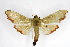  ( - CNCLEP00075527)  @11 [ ] CreativeCommons - Attribution Non-Commercial Share-Alike (2010) Jean-Francois Landry, CNC and Zhaofu Yang, BIO Canadian National Collections