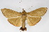  ( - CNCLEP00075536)  @11 [ ] CreativeCommons - Attribution Non-Commercial Share-Alike (2010) Jean-Francois Landry, CNC and Zhaofu Yang, BIO Canadian National Collections