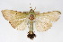  (Parotis caeruleiceps - CNCLEP00075541)  @11 [ ] CreativeCommons - Attribution Non-Commercial Share-Alike (2010) Jean-Francois Landry, CNC and Zhaofu Yang, BIO Canadian National Collections