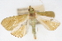 (Parotis sp. 11ZY - CNCLEP00075548)  @11 [ ] CreativeCommons - Attribution Non-Commercial Share-Alike (2010) Jean-Francois Landry, CNC and Zhaofu Yang, BIO Canadian National Collections
