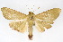  ( - CNCLEP00075559)  @11 [ ] CreativeCommons - Attribution Non-Commercial Share-Alike (2010) Jean-Francois Landry, CNC and Zhaofu Yang, BIO Canadian National Collections