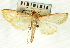  (Pyrausta punctilinealis - CNCLEP00088795)  @11 [ ] CreativeCommons - Attribution Non-Commercial Share-Alike (2011) Jean-Francois Landry, CNC and Zhaofu Yang, BIO Canadian National Collections