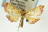  ( - CNCLEP00088889)  @11 [ ] CreativeCommons - Attribution Non-Commercial Share-Alike (2011) Jean-Francois Landry, CNC and Zhaofu Yang, BIO Canadian National Collections