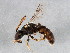  (Lasioglossum platycephalum - BIOUG02296-B08)  @13 [ ] CreativeCommons - Attribution (2012) CBG Photography Group Centre for Biodiversity Genomics