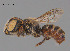  ( - RL1682)  @11 [ ] CreativeCommons Attribution NonCommercial ShareAlike (2024) Remko Leijs South Australian Museum