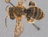  (Chrysocolletes loripes - SAMA 32-37458)  @11 [ ] CreativeCommons Attribution NonCommercial ShareAlike (2024) Remko Leijs South Australian Museum