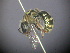  ( - RL1758C)  @13 [ ] CreativeCommons - Attribution Non-Commercial Share-Alike (2012) Remko Leijs South Australian Museum