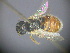  (EuryglossinesGEN - RL1796)  @11 [ ] CreativeCommons - Attribution Non-Commercial Share-Alike (2012) Remko Leijs South Australian Museum