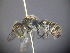  (Megachile sp. RLCR4 - RL1795B)  @13 [ ] CreativeCommons - Attribution Non-Commercial Share-Alike (2012) Remko Leijs South Australian Museum