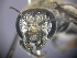  (Megachile sp. RLCR10 - RL1800)  @12 [ ] CreativeCommons - Attribution Non-Commercial Share-Alike (2012) Remko Leijs South Australian Museum