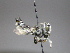  (Megachile sp. RLCR12 - RL1791B)  @12 [ ] CreativeCommons - Attribution Non-Commercial Share-Alike (2012) Remko Leijs South Australian Museum