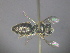  (EuryglossinesGEN sp. RLCR1 - RL1788B)  @11 [ ] CreativeCommons - Attribution Non-Commercial Share-Alike (2012) Remko Leijs South Australian Museum