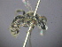  ( - RL1806D)  @11 [ ] CreativeCommons - Attribution Non-Commercial Share-Alike (2012) Remko Leijs South Australian Museum