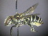  ( - RL1626)  @13 [ ] CreativeCommons - Attribution Non-Commercial Share-Alike (2012) Remko Leijs South Australian Museum