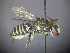  ( - RL1678)  @12 [ ] CreativeCommons - Attribution Non-Commercial Share-Alike (2012) Remko Leijs South Australian Museum