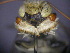  ( - RL1611A)  @12 [ ] CreativeCommons - Attribution Non-Commercial Share-Alike (2012) Remko Leijs South Australian Museum