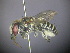  (Megachile sp. RLWB1 - RL1620)  @13 [ ] CreativeCommons - Attribution Non-Commercial Share-Alike (2012) Remko Leijs South Australian Museum