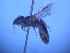  ( - CCDB-12240-B2)  @12 [ ] CreativeCommons - Attribution Non-Commercial Share-Alike (2013) Remko Leijs South Australian Museum