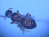  ( - CCDB-12240-B3)  @12 [ ] CreativeCommons - Attribution Non-Commercial Share-Alike (2013) Remko Leijs South Australian Museum