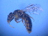  ( - CCDB-12240-B4)  @13 [ ] CreativeCommons - Attribution Non-Commercial Share-Alike (2013) Remko Leijs South Australian Museum