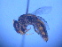  (Euhesma sulcata - CCDB-12240-B5)  @14 [ ] CreativeCommons - Attribution Non-Commercial Share-Alike (2013) Remko Leijs South Australian Museum