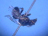  ( - CCDB-12240-B6)  @12 [ ] CreativeCommons - Attribution Non-Commercial Share-Alike (2013) Remko Leijs South Australian Museum