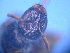  ( - CCDB-12240-B6)  @12 [ ] CreativeCommons - Attribution Non-Commercial Share-Alike (2013) Remko Leijs South Australian Museum