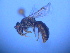  ( - CCDB-12240-B7)  @13 [ ] CreativeCommons - Attribution Non-Commercial Share-Alike (2013) Remko Leijs South Australian Museum