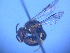  ( - CCDB-12240-C4)  @13 [ ] CreativeCommons - Attribution Non-Commercial Share-Alike (2013) Remko Leijs South Australian Museum
