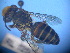  ( - CCDB-12240-D4)  @12 [ ] CreativeCommons - Attribution Non-Commercial Share-Alike (2013) Remko Leijs South Australian Museum