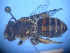  (Trichocolletes rufibasis - CCDB-12240-D5)  @13 [ ] CreativeCommons - Attribution Non-Commercial Share-Alike (2013) Remko Leijs South Australian Museum