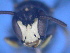  ( - CCDB-12240-C7)  @11 [ ] CreativeCommons - Attribution Non-Commercial Share-Alike (2013) Remko Leijs South Australian Museum