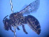  (Leioproctus sp. RLCD12 - CCDB-12240-E7)  @13 [ ] CreativeCommons - Attribution Non-Commercial Share-Alike (2013) Remko Leijs South Australian Museum