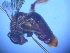  (Leioproctus sp. RLCD8 - CCDB-12240-F2)  @13 [ ] CreativeCommons - Attribution Non-Commercial Share-Alike (2013) Remko Leijs South Australian Museum