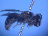  ( - CCDB-12240-H2)  @11 [ ] CreativeCommons - Attribution Non-Commercial Share-Alike (2013) Remko Leijs South Australian Museum